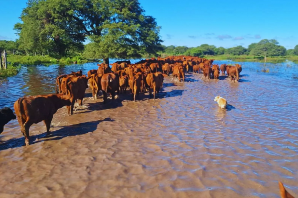 El Niño abre en el agro una ventana de alta producción y rindes