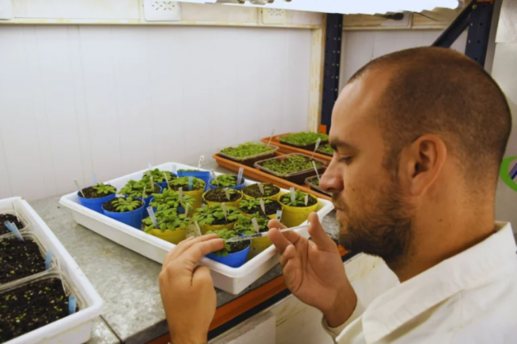 Identifican un mecanismo para activar el sistema de defensa de las plantas