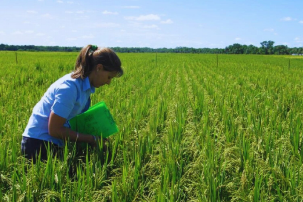 Ajustan la fertilización nitrogenada para maximizar los rendimientos de una variedad de arroz