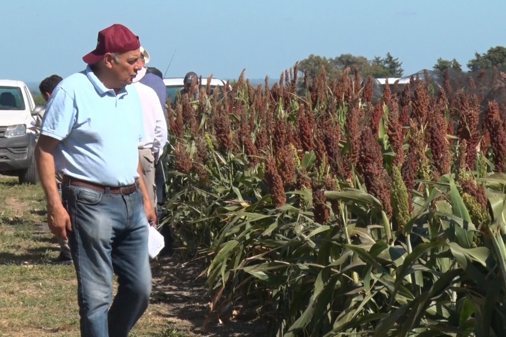 Desde la Bolsa avisan que el sorgo deja de ser una alternativa para los agricultores entrerrianos