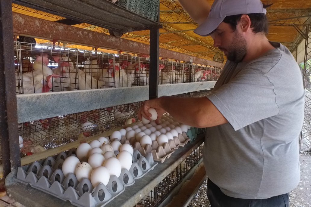 La avicultura consume casi toda la producción de soja entrerriana