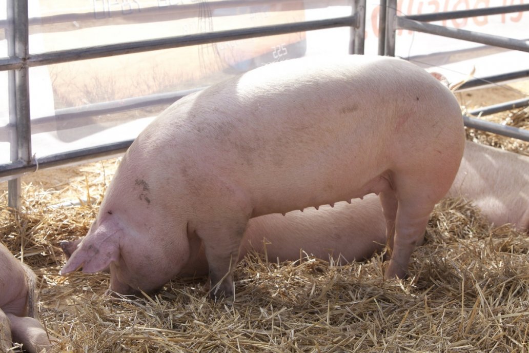 Peligrosamente, siguen arriba las importaciones de carne de cerdo