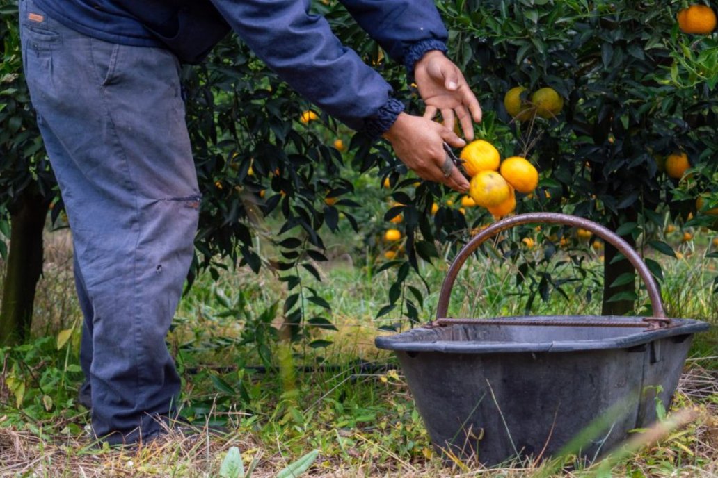 Ya está abierta la venta de cítricos argentinos a Panamá