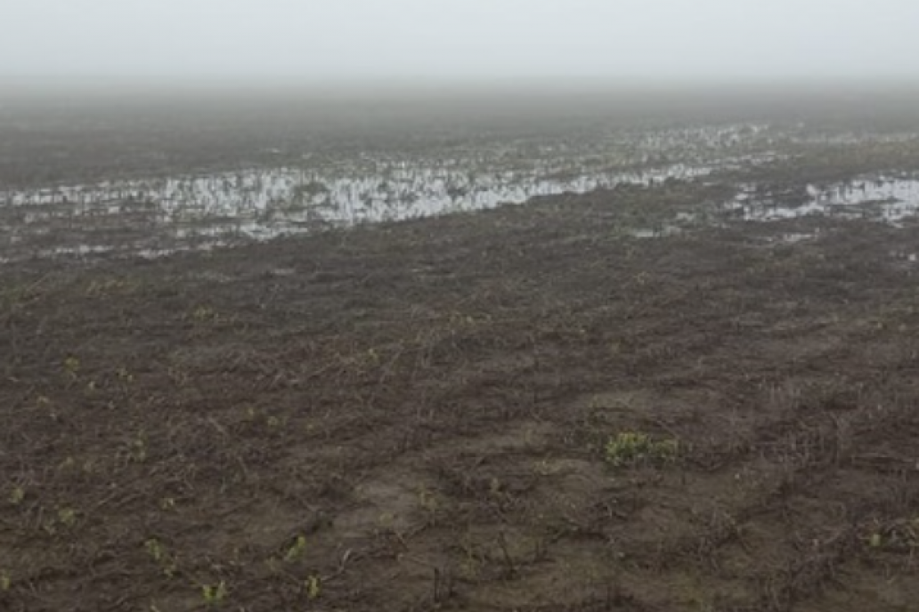 A fin de año el poder de El Niño puede pasar por agua al trigo y a la soja
