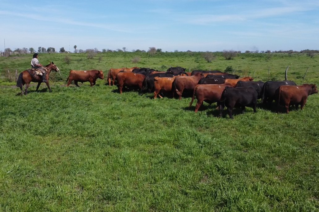 Los valores de la tierra destinada a la producción ganadera siguen en alza
