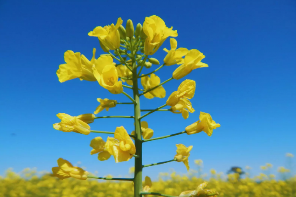 Confirmado: la colza es la brassicácea preferida por los agricultores