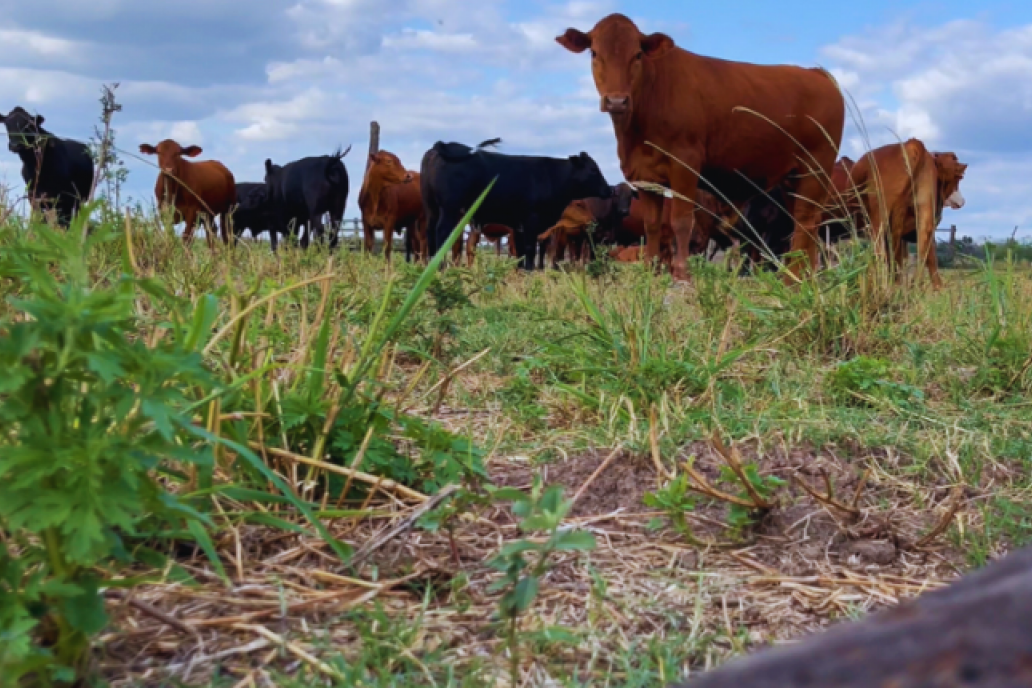 Expertos del nordeste brindaron una guía para producir forrajes nativos con mayor precisión