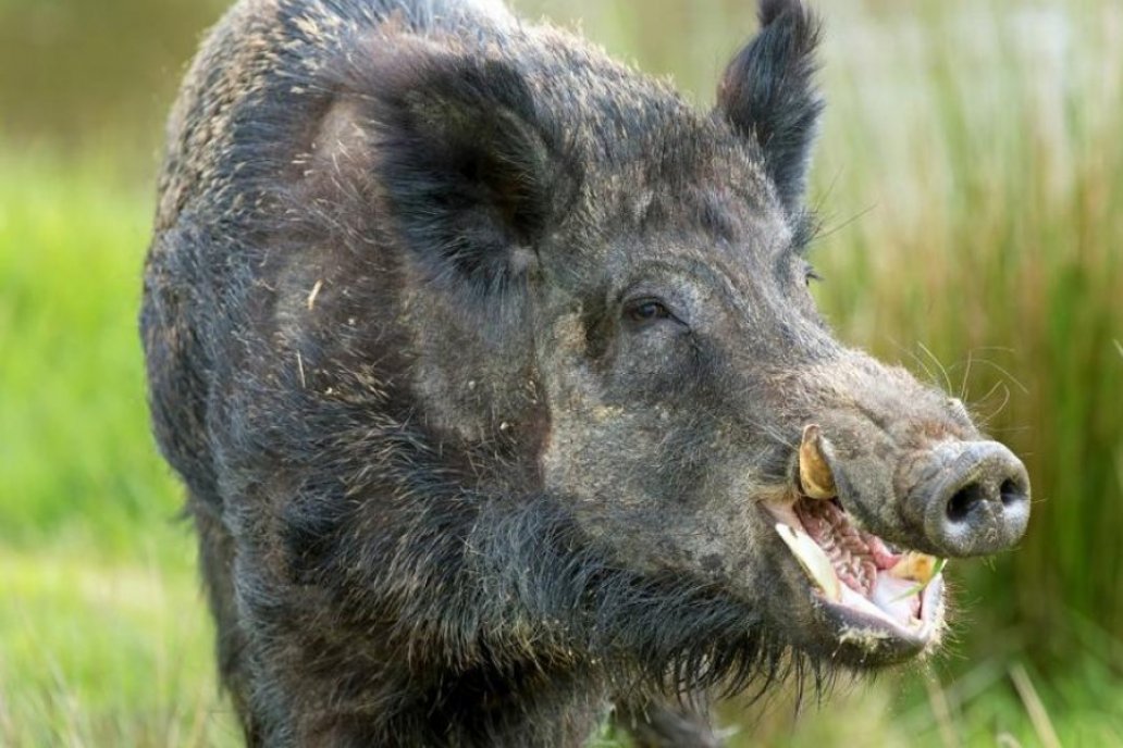 Corrientes quiere poner "coto" al chancho salvaje