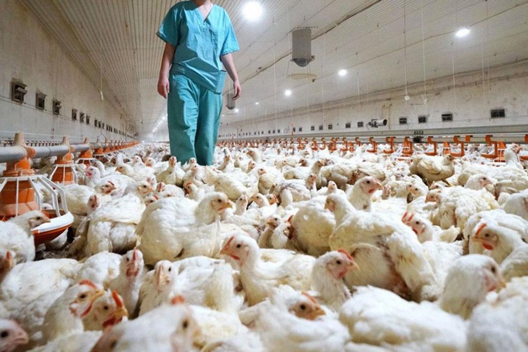 De enero a julio fue total la mejora de exportaciones de carnes argentinas
