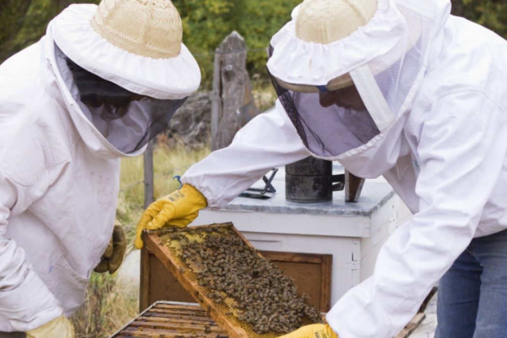 Varroa se llama el ácaro que amenaza la vida de las colmenas en la región