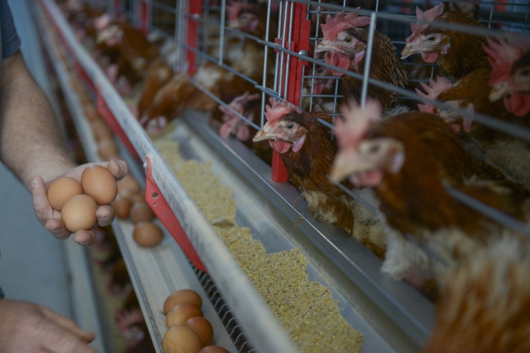 Avicultura: Argentina logró la reapertura del mercado de japonés