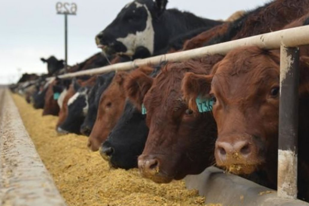 Senasa deja de exigir habilitación ambiental a los feedlot