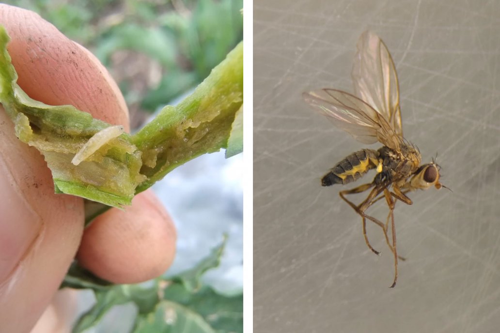 Detectan daño de mosca minadora en cultivos de colza y carinata ubicados en campos de la Costa del Uruguay