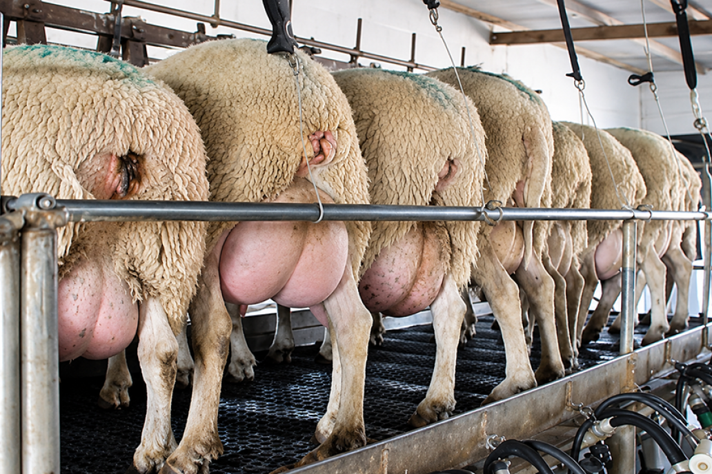 Leche de oveja: el alimento funcional que busca lugar