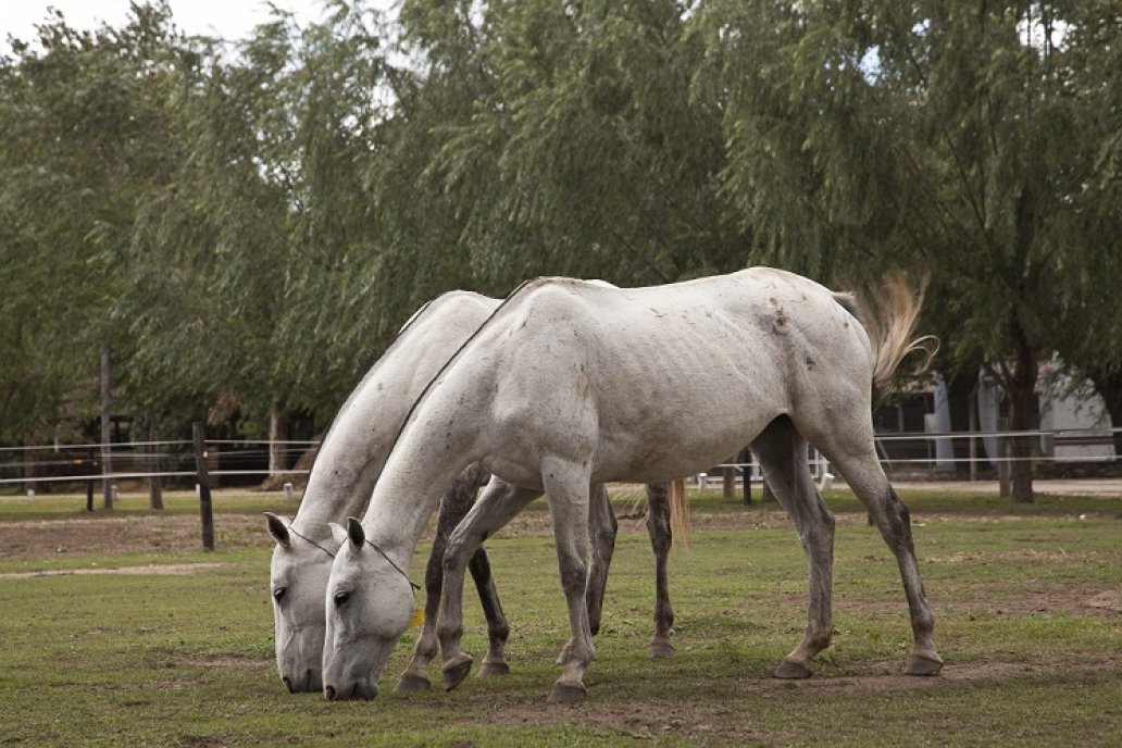 Cómo prevenir un virus que afecta a los equinos