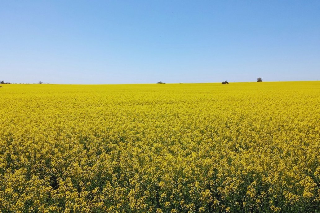 Colza, carinata y camelina: alternativas para diversificar las rotaciones agrícolas