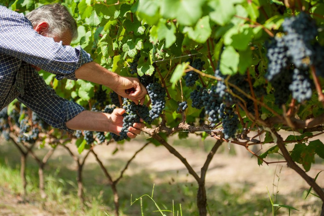 Otorgan certificado al primer Tannat orgánico entrerriano