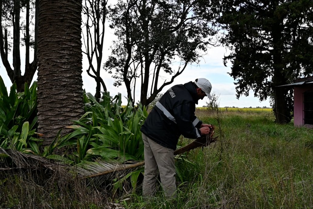 Buscan al Picudo Rojo en Gualeguaychú y Uruguay