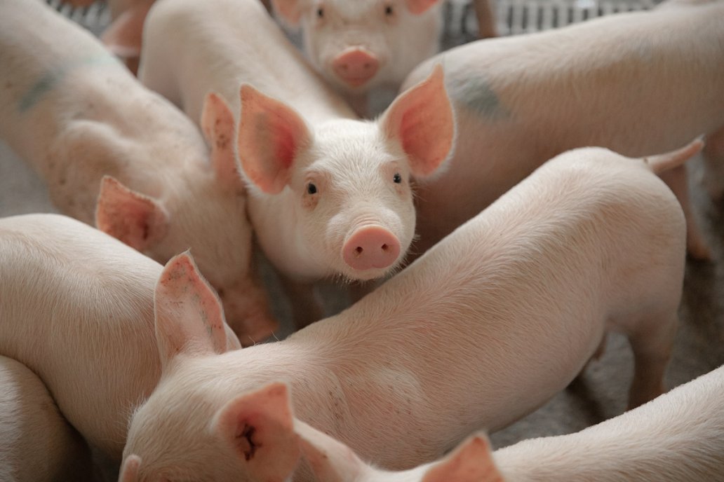 Mientras el consumo de las carnes de cerdo y pollo suben con prisa y sin pausa, la vacuna baja despacio