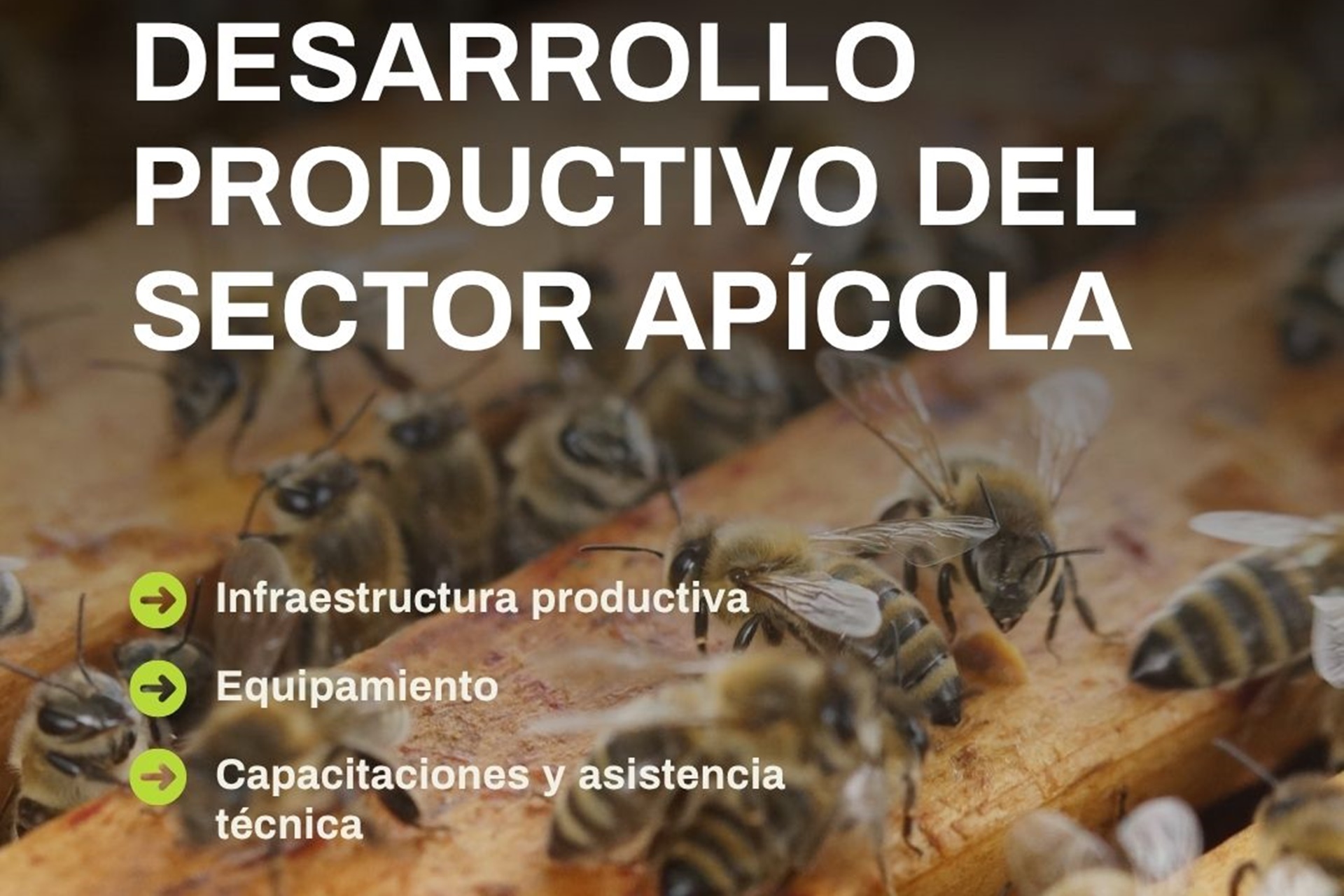 Está abierta la convocatoria para acceder a módulos de inversión apícola